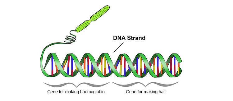 Each strand of DNA contains Gene segments 